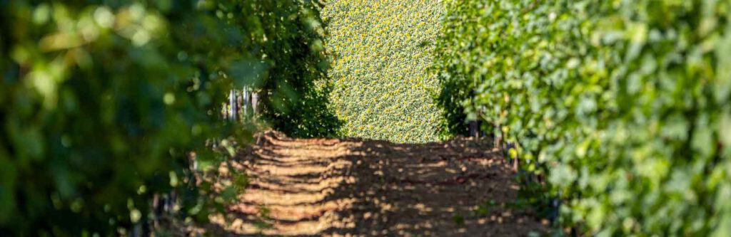 azienda-vitivinicola-la-caminà-bacedasco-vigna