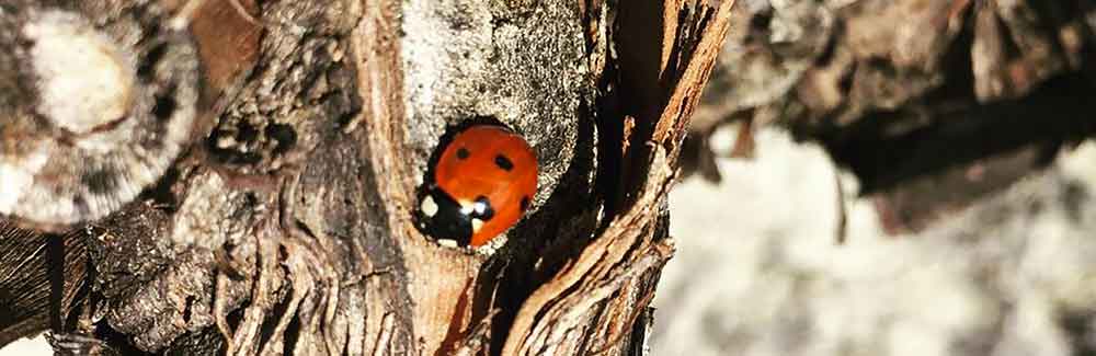 DETTAGLI ALLEGATO Image filter la-camina-lotta-integrata-coccinella